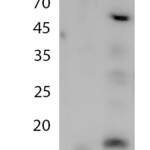 Histone H3 (TriMethyl K79) polyclonal antibody
