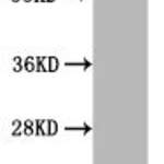 HIST1H3A (Ab-79) Antibody