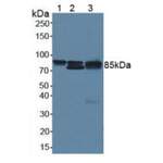 Catenin Beta 1 (CTNNb1) Antibody