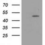 PACSIN3 Monoclonal Antibody (OTI4G7), TrueMAB™