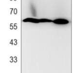 NRF1 Rabbit monoclonal antibody