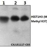Histone H3 (Mono-Methyl K37) polyclonal antibody