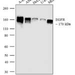EGFR Monoclonal Antibody (F4)