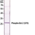 Bcl-2 (phospho Ser70) Polyclonal Antibody