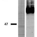 CD44 Monoclonal Antibody (IM7)