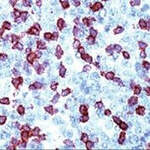 CD3e Monoclonal Antibody (SP7)