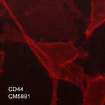 Anti-CD44 (Hyaluron Binding Region) Antibody (M588)