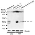 c-Jun (pS243) Antibody