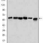 Beclin-1 Monoclonal Antibody