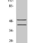TCF-1 Polyclonal Antibody