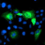 ATG3 Monoclonal Antibody (OTI3H1), TrueMAB™