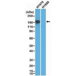 EGFR L858R Recombinant Rabbit Monoclonal Antibody (RM380), Biotin