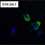 CD4 Monoclonal Antibody (GK1.5)