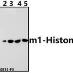 Histone H3 (Mono-Methyl K80) polyclonal antibody