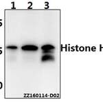 Histone H3 (L20) polyclonal antibody