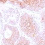 CD44v3 Antibody [clone CDLA44v3-1] (V3769)