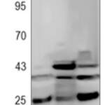 Caspase 4 Rabbit monoclonal antibody