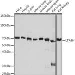 LTA4H Recombinant Rabbit Monoclonal Antibody (ARC1351)