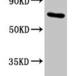 HSPA1A Antibody