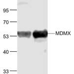 MDMX Polyclonal Antibody