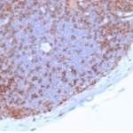 CD4 Antibody [clone CD4/7144] (V9754)