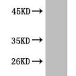 Di-methyl-Histone H3(K79) Monoclonal Antibody