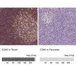 Polyclonal Anti-CD45 Antibody