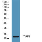 TIAF1 Polyclonal Antibody