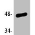 Phospho-JUN (S63) Antibody