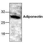 Adiponectin Antibody