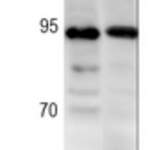 NRF2 (Phospho-S40) Rabbit monoclonal antibody