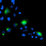 PTPN1 Monoclonal Antibody (OTI2G3), TrueMAB™
