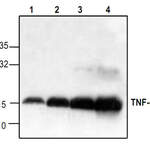 TNF-alpha Antibody
