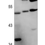 FOXO4 (Phospho-S262) polyclonal antibody