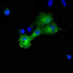 DYNC1LI1 Monoclonal Antibody (OTI1D1)