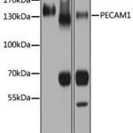 PECAM1 Polyclonal Antibody