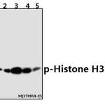 Histone H3 (phospho-S10) polyclonal antibody