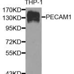 PECAM1 Polyclonal Antibody
