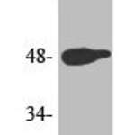 Phospho-JUN (T239) Antibody