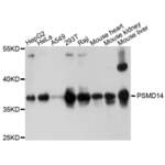 26S Proteasome Non-ATPase Regulatory Subunit 14 (PSMD14) Antibody