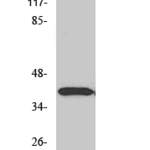 Dlx-3 Polyclonal Antibody
