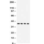 JAB1 Antibody (R32297)