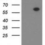 DTNA (Dystrobrevin alpha) monoclonal antibody