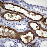 VIL1 Monoclonal Antibody (OTI3B3), TrueMAB™