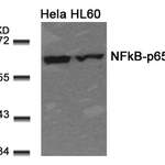 RELA (Ab-311) Antibody