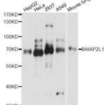 Anti BAIAP2L1 Antibody