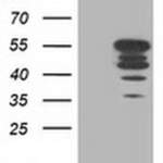 PTPN1 Monoclonal Antibody (OTI1A2), TrueMAB™