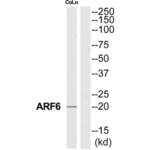 ADP-Ribosylation Factor 6 (ARF6) Antibody