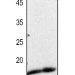 Histone H3 (AcK23) polyclonal antibody