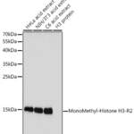 Histone H3 (Mono-Methyl R2) polyclonal antibody